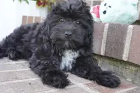 Crockette-Toy, a male Miniature Aussiedoodle for sale in Moravia, IA – 1 of 8
