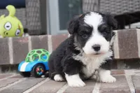 Cojo-Corgipoo, a male Pembroke Welsh Corgi and Poodle - Toy  for sale in Moravia, IA – 4 of 4