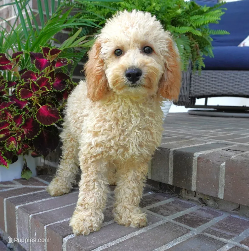 Marccen – Poodle - Toy  puppy for sale in Moravia, IA