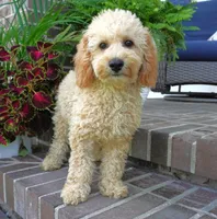 Marccen, a male Poodle - Toy  for sale in Moravia, IA – 1 of 10