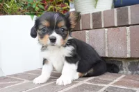 Poppy, a female Pembroke Welsh Corgi and Cavalier King Charles Spaniel for sale in Moravia, IA – 6 of 8