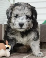 Pine-Mini F1b, a female Sheepadoodle for sale in Moravia, IA – 9 of 10