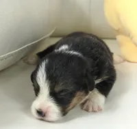 Glen-AKC, a male Pembroke Welsh Corgi for sale in Moravia, IA – Photo 2 of 4