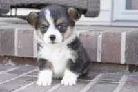 Glen-AKC, a male Pembroke Welsh Corgi for sale in Moravia, IA – Photo 2 of 6