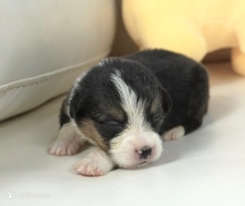 Glen-AKC – Pembroke Welsh Corgi puppy for sale in Moravia, IA