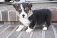 Glen-AKC, a male Pembroke Welsh Corgi for sale in Moravia, IA – Photo 1 of 6