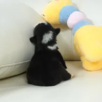 Glen-AKC, a male Pembroke Welsh Corgi for sale in Moravia, IA – Photo 4 of 4