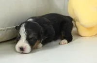 Glen-AKC, a male Pembroke Welsh Corgi for sale in Moravia, IA – Photo 3 of 4