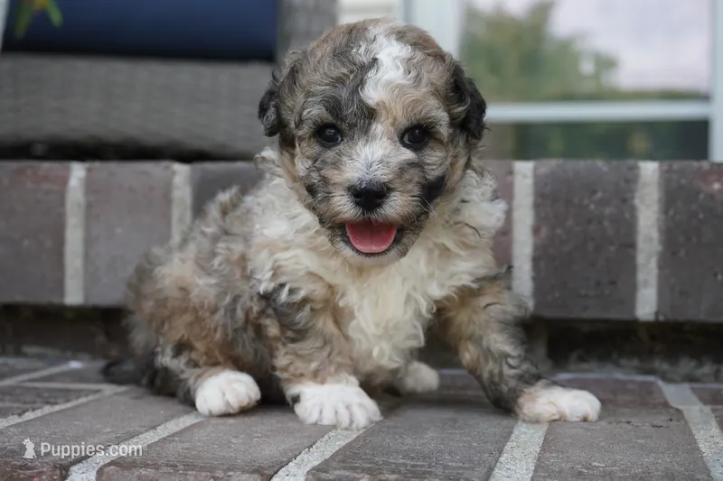 Swayze – Poodle - Miniature  puppy for sale in Moravia, IA