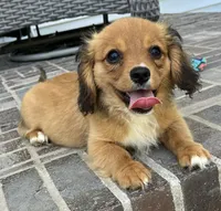 Spencer-Cavacorgi, a male Pembroke Welsh Corgi and Cavalier King Charles Spaniel for sale in Moravia, IA – 3 of 7