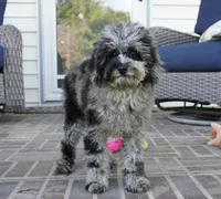 Malia, a female Poodle - Toy  for sale in Moravia, IA – 3 of 9