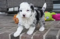 Bridger, a male Miniature Aussiedoodle for sale in Moravia, IA – 3 of 4