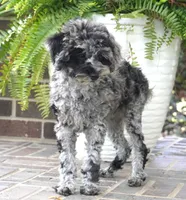 Malia, a female Poodle - Toy  for sale in Moravia, IA – 4 of 10