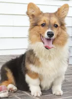CLANCY-CLEAR, a female Pembroke Welsh Corgi for sale in Moravia, IA – 3 of 7