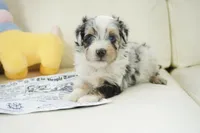 Nixon, a male Poodle - Toy  and Toy Australian Shepherd for sale in Moravia, IA – Photo 3 of 3