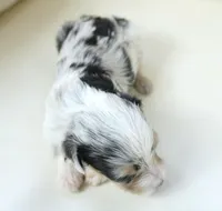 Nixon, a male Poodle - Toy  and Toy Australian Shepherd for sale in Moravia, IA – Photo 6 of 7