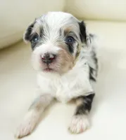 Nixon, a male Poodle - Toy  and Toy Australian Shepherd for sale in Moravia, IA – Photo 5 of 7