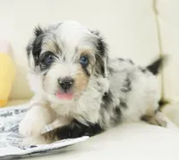 Nixon, a male Poodle - Toy  and Toy Australian Shepherd for sale in Moravia, IA – Photo 1 of 3