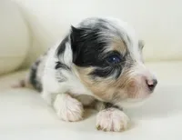 Nixon, a male Poodle - Toy  and Toy Australian Shepherd for sale in Moravia, IA – Photo 4 of 7