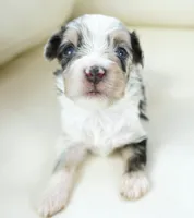 Nixon, a male Poodle - Toy  and Toy Australian Shepherd for sale in Moravia, IA – Photo 3 of 7