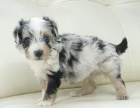 Nixon, a male Poodle - Toy  and Toy Australian Shepherd for sale in Moravia, IA – Photo 2 of 3