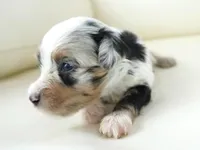 Nixon, a male Poodle - Toy  and Toy Australian Shepherd for sale in Moravia, IA – Photo 2 of 7