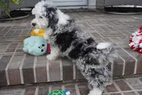 Bridger, a male Miniature Aussiedoodle for sale in Moravia, IA – 4 of 9
