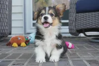 Clive-AKC Fluffy, a male Pembroke Welsh Corgi for sale in Moravia, IA – Photo 4 of 4