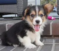 Clive-AKC Fluffy, a male Pembroke Welsh Corgi for sale in Moravia, IA – Photo 2 of 4