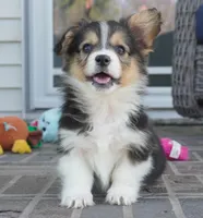 Clive-AKC Fluffy, a male Pembroke Welsh Corgi for sale in Moravia, IA – Photo 1 of 4