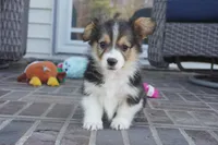Clive-AKC Fluffy, a male Pembroke Welsh Corgi for sale in Moravia, IA – Photo 3 of 4
