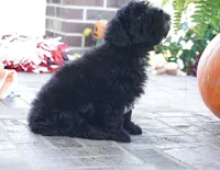 Phin, a male Sheepadoodle for sale in Moravia, IA – 2 of 2