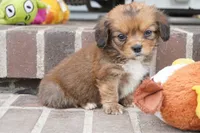 Spencer-Cavacorgi, a male Pembroke Welsh Corgi and Cavalier King Charles Spaniel for sale in Moravia, IA – 4 of 4