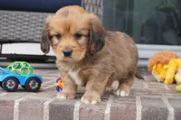 Simon-Cavacorgi, a male Pembroke Welsh Corgi and Cavalier King Charles Spaniel for sale in Moravia, IA – 3 of 5