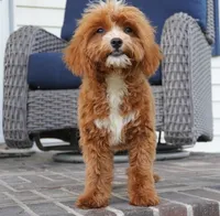 Teagan, a female Cavapoo for sale in Moravia, IA – 2 of 9
