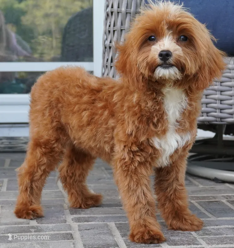 Teagan – Cavapoo puppy for sale in Moravia, IA