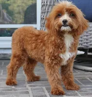Teagan, a female Cavapoo for sale in Moravia, IA – 1 of 9