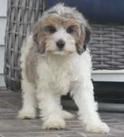 Thea, a female Cavapoo for sale in Moravia, IA – 3 of 6