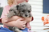 Peanut-Mini F1b, a female Sheepadoodle for sale in Moravia, IA – 2 of 4