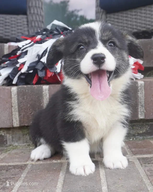Deci – Pembroke Welsh Corgi puppy for sale in Moravia, IA