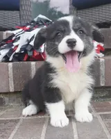 Deci, a female Pembroke Welsh Corgi for sale in Moravia, IA – 1 of 4
