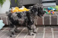 Malia, a female Poodle - Toy  for sale in Moravia, IA – 4 of 6