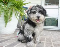 Rylee, a female Poodle - Toy  for sale in Moravia, IA – 3 of 8