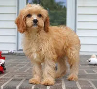 Tiago, a female Cavapoo for sale in Moravia, IA – 2 of 8