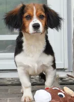 Paul, a male Pembroke Welsh Corgi and Cavalier King Charles Spaniel for sale in Moravia, IA – 4 of 10