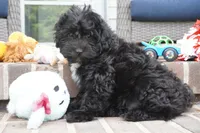 Crockette-Toy, a male Miniature Aussiedoodle for sale in Moravia, IA – 2 of 8