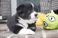 Cessna-Corgipoo, a female Pembroke Welsh Corgi and Poodle - Toy  for sale in Moravia, IA – 3 of 3