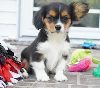Poppy, a female Pembroke Welsh Corgi and Cavalier King Charles Spaniel for sale in Moravia, IA – 3 of 8