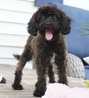 Talia, a female Cavapoo for sale in Moravia, IA – 3 of 7