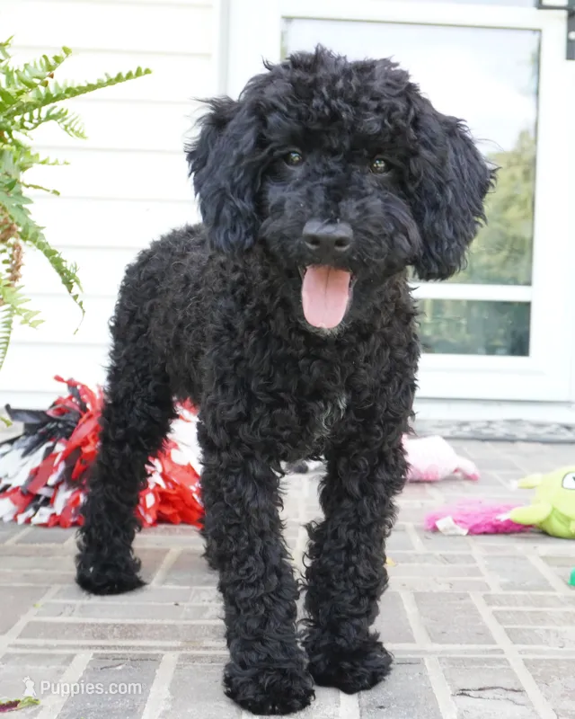 Emmit – Poodle - Miniature  puppy for sale in Moravia, IA